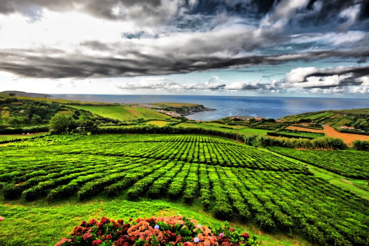 Чайные плантации на Азорских островах