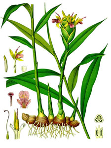 Ботаническое изображение имбиря