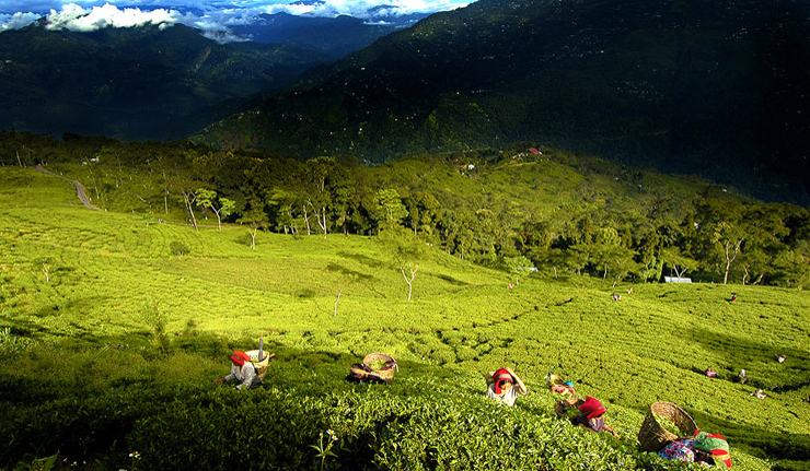 Чайные плантации района Дарджилинг