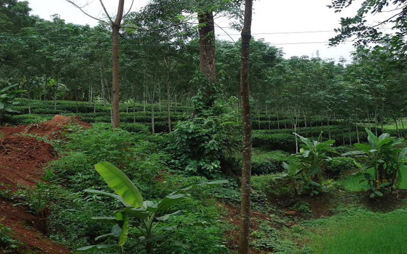 Чайные плантации в Ассаме