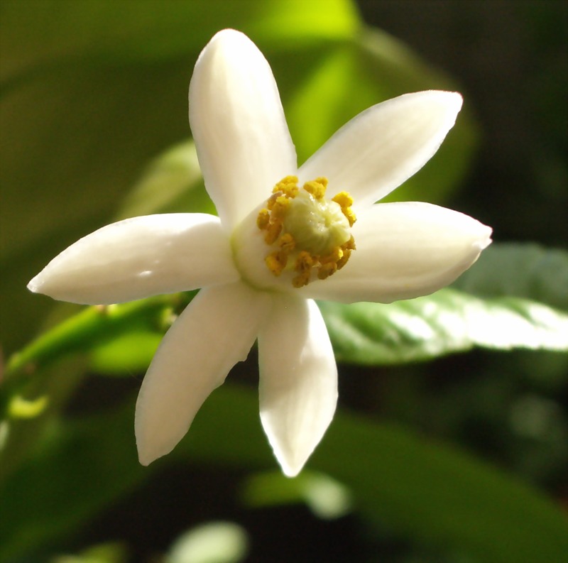 Цветок Бергамота