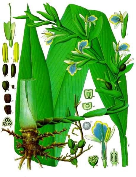 Ботаническое описание кардамона