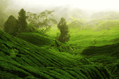 Чайные плантации Дарджилинга