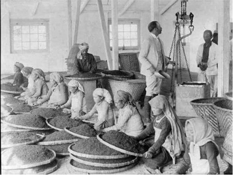 Женщины вручную перебирают чай в Дарджилинге
